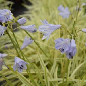 Agapanthus 'Golden Drop' ---